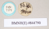 CollectionObject 1560022; NHMUK(SF IMPORT DUPLICATE) 8447890, 24e86c4f-870d-4516-96dc-84b2c0aa334e: copyright Natural History Museum, London. female, data labels [round label reversed] of Necroscia haanii (lectotype). (CollectionObject).