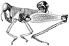 Thamithericles quagga (Karsch, 1893): Fig. 56. male habitus. (Otu).
