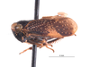 Habitus, lateral view on Docalidia omani Nielson, 1979: (Observation).