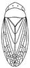 Habitus, dorsal view on Chilenana chilena DeLong & Freytag, 1967: Habitus, dorsal view. (Observation).