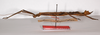 CollectionObject 1560203; dfbbd8a8-bc06-4456-b729-bfed6cc1503f: copyright ZMB, Berlin. female, lateral view of Promachus lobatipes (syntype). (CollectionObject).;CollectionObject 1560204; ea6c4cc5-cf97-4d39-93e4-7f27dc78540c: copyright ZMB, Berlin. female, lateral view of Promachus lobatipes (syntype). (CollectionObject).