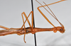 CollectionObject 1559851; a19eb260-1d37-40ef-b547-e1b1d39f104b: copyright NTUC. male: head and thorax, lateral view (syntype). (CollectionObject).;CollectionObject 1559852; 4f342293-8e32-43c8-aabd-67b5d43b4610: copyright NTUC. male: head and thorax, lateral view (syntype). (CollectionObject).;CollectionObject 1559853; 0624c8e5-f118-4578-a4ab-ef2df37cb695: copyright NTUC. male: head and thorax, lateral view (syntype). (CollectionObject).