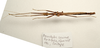 CollectionObject 1595831; d1736daa-7969-4733-b2a0-3ce8c3694810: copyright LKCNH Singapore. male, dorsal view (paratype). (CollectionObject).;CollectionObject 1595832; 65cc8a4f-884c-42f9-9849-b16618b6650a: copyright LKCNH Singapore. male, dorsal view (paratype). (CollectionObject).
