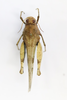 CollectionObject 1528635; 03645ccc-7e0d-4e74-bf05-951f0434f448: female, dorsal view (holotype). (CollectionObject).