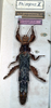 CollectionObject 1561363; NMW 256', 20ab842c-945c-4133-9d27-220c857368cd: copyright NMW, Vienna. female (syntype). (CollectionObject).