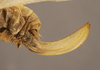 CollectionObject 1507307; 003bf091-9fd4-45dd-bbff-6d862f854339: female ovipositor (holotype of Anaulacomere maranona). (CollectionObject).
