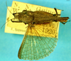 CollectionObject 1505184; c32fa75f-3261-46b6-8aed-b6b403460a73: female, dorsal view. (CollectionObject).