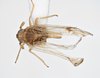 Habitus, dorsal view on Delphacodes silvae Beamer, 1947: (Observation).