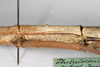 CollectionObject 1557860; a178da17-f9d0-493e-bf87-45c3bd0ed9de: copyright MHNG Geneva. female metanotum, lateral view (syntype). (CollectionObject).