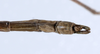CollectionObject 1557635; 692daa00-b157-45e3-9c28-015a6ef8ad9a: copyright ZMUH, Hamburg. male: end of abdomen, dorsal view (holotype). (CollectionObject).