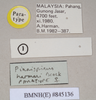 Ommatopseudes harmani (Brock, 1995): copyright Natural History Museum, London. female, data labels (paratype). (Otu).