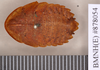 Hyporhicnoda reflexa (Saussure & Zehntner, 1893): Holotype, male, dorsal. BMNH(E)#878054. (Otu).