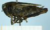 CollectionObject 1597079; 434aeeaf-9de0-4171-8c0f-09f81c00569e: female (no type), lateral view. (CollectionObject).