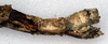 CollectionObject 1562341; NMW 268, 22040f2c-7b48-447f-a709-4628d898cd84: copyright NMW, Vienna. female: end of abdomen, lateral view (syntype). (CollectionObject).