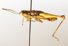 CollectionObject 1591223; 45f9eeb9-67e5-41ef-a8a4-9e5b1320b2eb: female, lateral view (paratype). (CollectionObject).