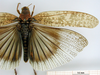 CollectionObject 1530734; 873e67ac-a02e-45de-959a-2c294bbd6e20: male, dorsal view (syntype of Bryodema luctuosum lugens). (CollectionObject).