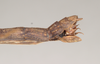 CollectionObject 1559139; 18de9399-c13d-434a-a238-42a9dc227728: copyright Natural History Museum, London. female: end of abdomen, lateral view (syntype). (CollectionObject).;CollectionObject 1559140; 72b1980c-941b-4f93-8ee5-e9ed0faa7475: copyright Natural History Museum, London. female: end of abdomen, lateral view (syntype). (CollectionObject).