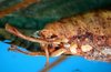 CollectionObject 1500559; d7f362d1-7eb5-4cb8-bbca-6e7b8427b0ec, DORSA BTgrasatS01: male cerci (syntype). (CollectionObject).