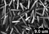 Brochosomes: !! display not done !! on Oncometopia (Oncometopia) orbona (Fabricius, 1798): OM153 | U.S.A., Illinois, Massac Co., 1 mi W of Mermet | 6/6/1979 | D. W. Webb | INHS. (Observation).