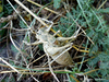 CollectionObject 1591163; d42fe97f-f6a6-47f0-8999-6cc5c6a1cec0: male (BG: Crimea, near Kurortnoe). (CollectionObject).