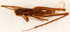 CollectionObject 1499246; aa7880d6-c7d6-4b7c-9775-3878c7a0dcc0: male, dorsal view (holotype). (CollectionObject).