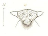 Head: !! display not done !! on Smilia vittata Amyot & Audinet-Serville, 1843: (Observation).