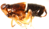 Habitus, lateral view: !! display not done !! on Pissonotus marginatus Van Duzee, 1897: (Observation).
