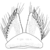 Subgenital plate, ventral view on Euscelidius schenckii (Kirschbaum, 1868): Subgenital plate. (Observation).