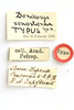 CollectionObject 1528538; 49d2e981-6b55-44bd-9294-3dd7ace02e07: female, labels (holotype). (CollectionObject).