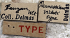 CollectionObject 1539773; 3409c28e-f90b-4cdf-b8b5-8219f9b9a3dd, MNHN-EO-ENSIF824: labels (syntype). (CollectionObject).