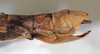 CollectionObject 1558657; 133da2a3-3d44-4789-86e5-4671977f2951: copyright NMW, Vienna. female: end of abdomen, lateral view (syntype). (CollectionObject).;CollectionObject 1558658; d4fb1899-121f-4e8d-be5e-b67e32f58e28: copyright NMW, Vienna. female: end of abdomen, lateral view (syntype). (CollectionObject).
