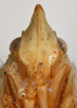Head: (Observation).