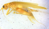 CollectionObject 1499379; 7c51828c-b01b-41ef-bf39-75276d63148d: male, lateral view (holotype). (CollectionObject).