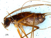 CollectionObject 1527798; 4e4da284-dc5e-403c-9514-2f0e0a659ecd: male, lateral view (holotype). (CollectionObject).