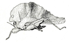 Acmophyllum undulatum Karsch, 1890: Fig. 28. female habitus ["ssp? Kamerun, Johann Albrechtshöhe"]. (Otu).