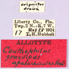 CollectionObject 1499647; 765dbb3a-d70a-4a29-bd57-3764a35249f4: labels (allotype). (CollectionObject).