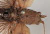 CollectionObject 1505753; b92c13b8-ff18-43fb-8d0d-5883deb1eff0: male, dorsal view (holotype). (CollectionObject).