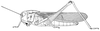 Gastrimargus determinatus procerus (Gerstaecker, 1889): Page 237, Figure 1. female habitus. (Otu).