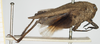 CollectionObject 1476887; 62ccc855-c9b7-4abf-aa70-8c5cf321cf8b, NHMUK10924420: female, lateral view (syntype). (CollectionObject).