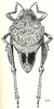 Batrachidacris rubridens (Uvarov, 1929): Fig. 9. female, dorsal view. (Otu).
