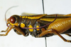 CollectionObject 1498828; 1783afad-7590-4bb1-b9be-3e5e70c2c749: 2012. female, head and pronotum, lateral view. (CollectionObject).