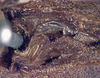 CollectionObject 1517010; b5e1bf13-9a48-443e-ac2f-50fa22a81056: male stridulatory apparatus (holotype). (CollectionObject).