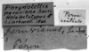 CollectionObject 1506190; 162e58ee-2f38-4fe8-a4b8-788fc5ed5957: Image Carbonell, C.S. labels (syntype or lectotype). (CollectionObject).