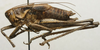 CollectionObject 1536001; 0b02ec51-0a52-4db5-a02d-31074121452f: male, lateral view (paratype). (CollectionObject).