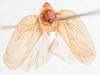 Habitus, dorsal view: (Observation).