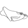 Pygofer, lateral view on Colistra parvulus (Linnavuori, 1961): Pygofer, lateral view. (Observation).