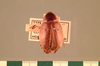 Rhabdoblatta varia (Walker, 1869): Copyright UMO, Oxford. Type, dorsal view. (Otu).
