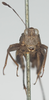 CollectionObject 1516364; 0aee51e9-2103-4092-b0e3-ca7f586cfbf9: female, frontal view (holotype). (CollectionObject).