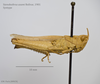 CollectionObject 1541119; ef6af3ee-ec4b-4fa7-9692-26f0b51e80a5: female, lateral view (holotype). (CollectionObject).