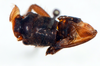 CollectionObject 1505963; 54b416bb-7219-4ace-bf3b-8aa7710b01ee: male, dorsal view (syntype). (CollectionObject).